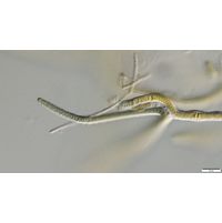 cf. Scytonematopsis