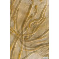 cf. Scytonematopsis