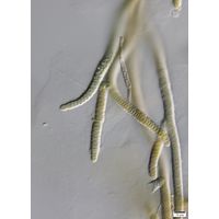 cf. Scytonematopsis