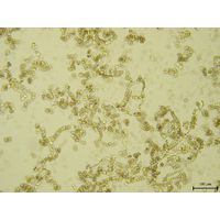 Westiellopsis