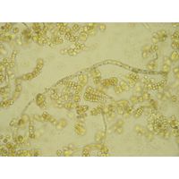 Westiellopsis