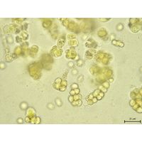 Westiellopsis