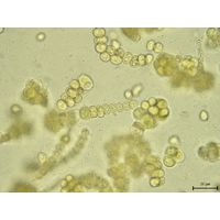 Westiellopsis