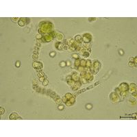 Westiellopsis