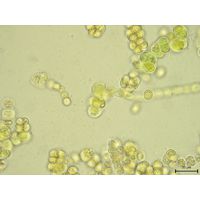 Westiellopsis