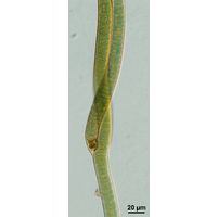 Scytonema