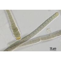 Microchaete