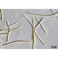 Microchaete