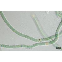 Scytonema