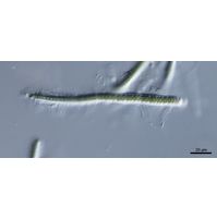 cf. Calothrix