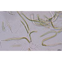 cf. Calothrix