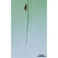 cf. Arthronema