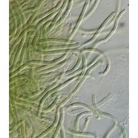 cf. Phormidesmis