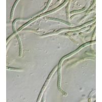 cf. Phormidesmis