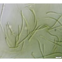 cf. Phormidesmis 