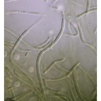 cf. Phormidesmis 