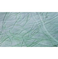 Oculatella
