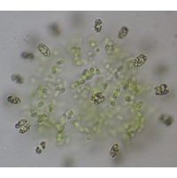 Anathece endophytica
