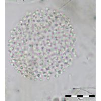 Aphanocapsa conferta