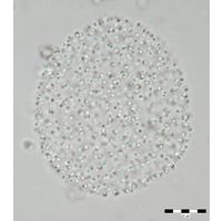 Aphanocapsa delicatissima