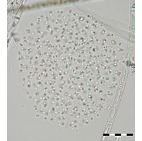 Aphanocapsa delicatissima