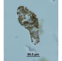 Aphanocapsa parasitica