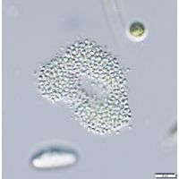 Aphanocapsa sp. 