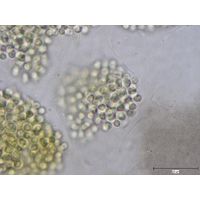 Aphanocapsa muscicola
