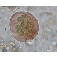 Asterocapsa submersa