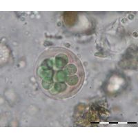 Asterocapsa submersa