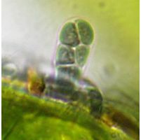 Chamaecalyx swirenkoi