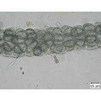Chamaecalyx swirenkoi