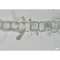Chamaecalyx swirenkoi