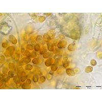 Chamaesiphon polonicus