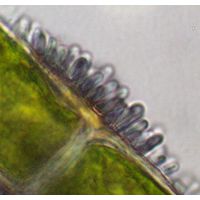 Chamaesiphon amethystinus