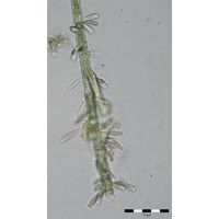 Chamaesiphon confervicola