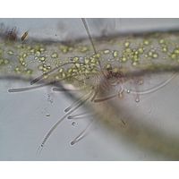 Chamaesiphon rostafinskii