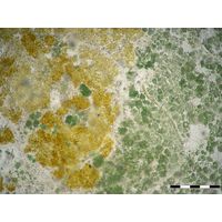 Chlorogloea cf. microcystoides
