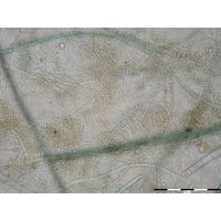 Chlorogloea gardneri