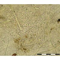Chlorogloea gardneri
