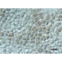 Chroococcus cohaerens