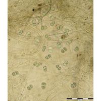 Chroococcus deltoides