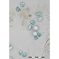 Chroococcus deltoides