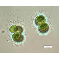 Chroococcus limneticus