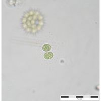 Chroococcus limneticus