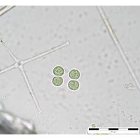 Chroococcus limneticus