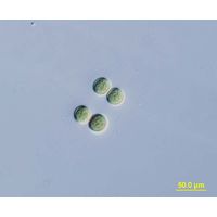 Chroococcus limneticus