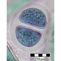 Chroococcus major