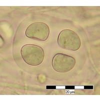 Chroococcus mipitanensis