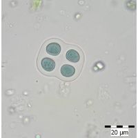 Chroococcus mipitanensis